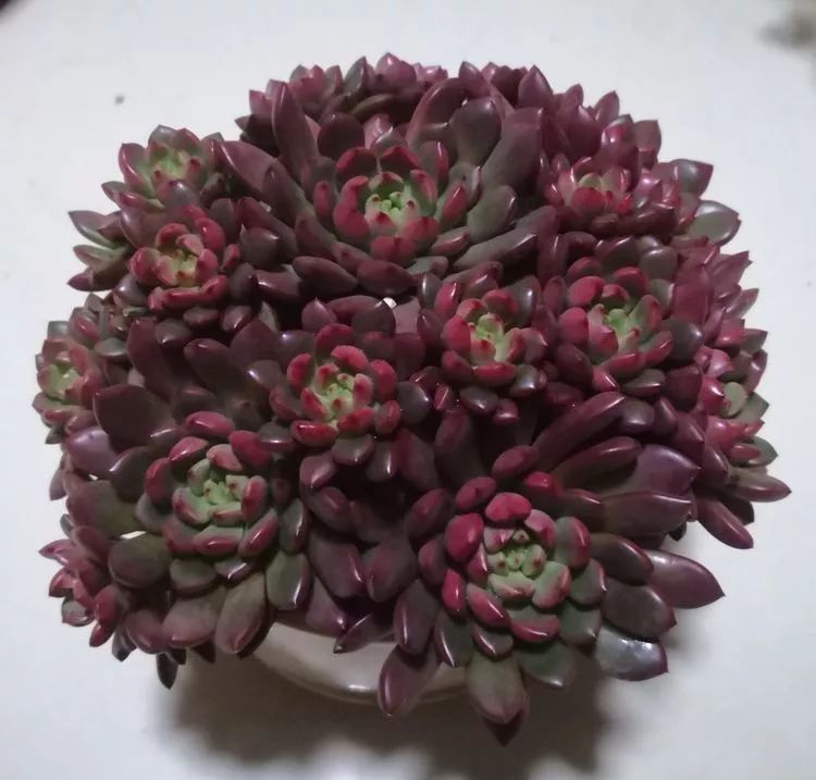 一花一世界多肉园艺,一花一世界一叶一菩提多肉植物