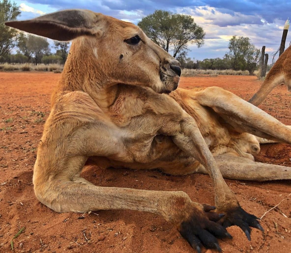 袋鼠的生育结构示意图,袋鼠的生殖系统为什么有两个