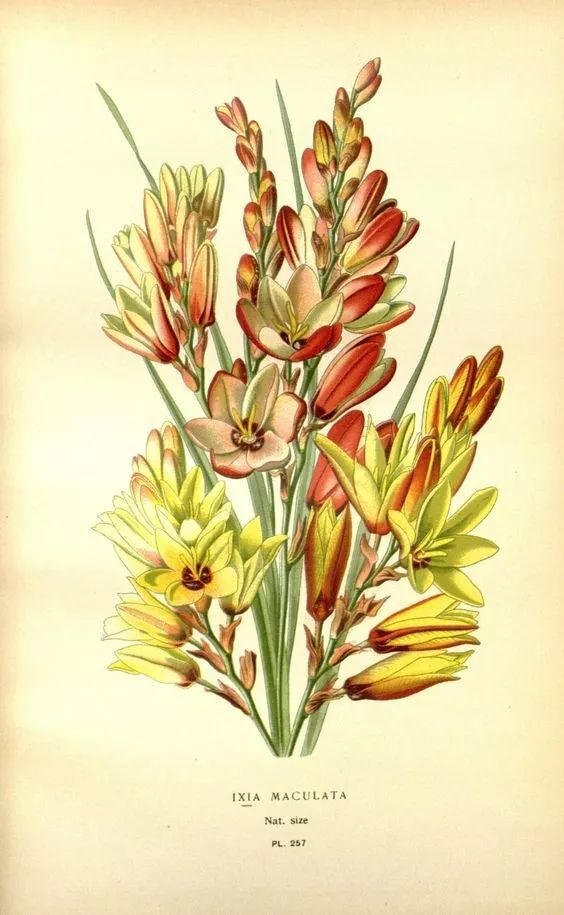 成为花艺师需要具备哪些条件,想当花艺师可以考什么学校