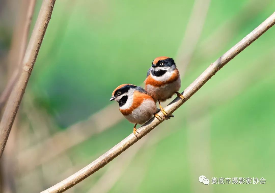 最新风景摄影小品欣赏,娄底景观小品