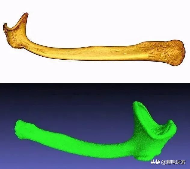 人类*亲近**存在阴茎骨,为何人类却褪去了,祖先经历了什么?