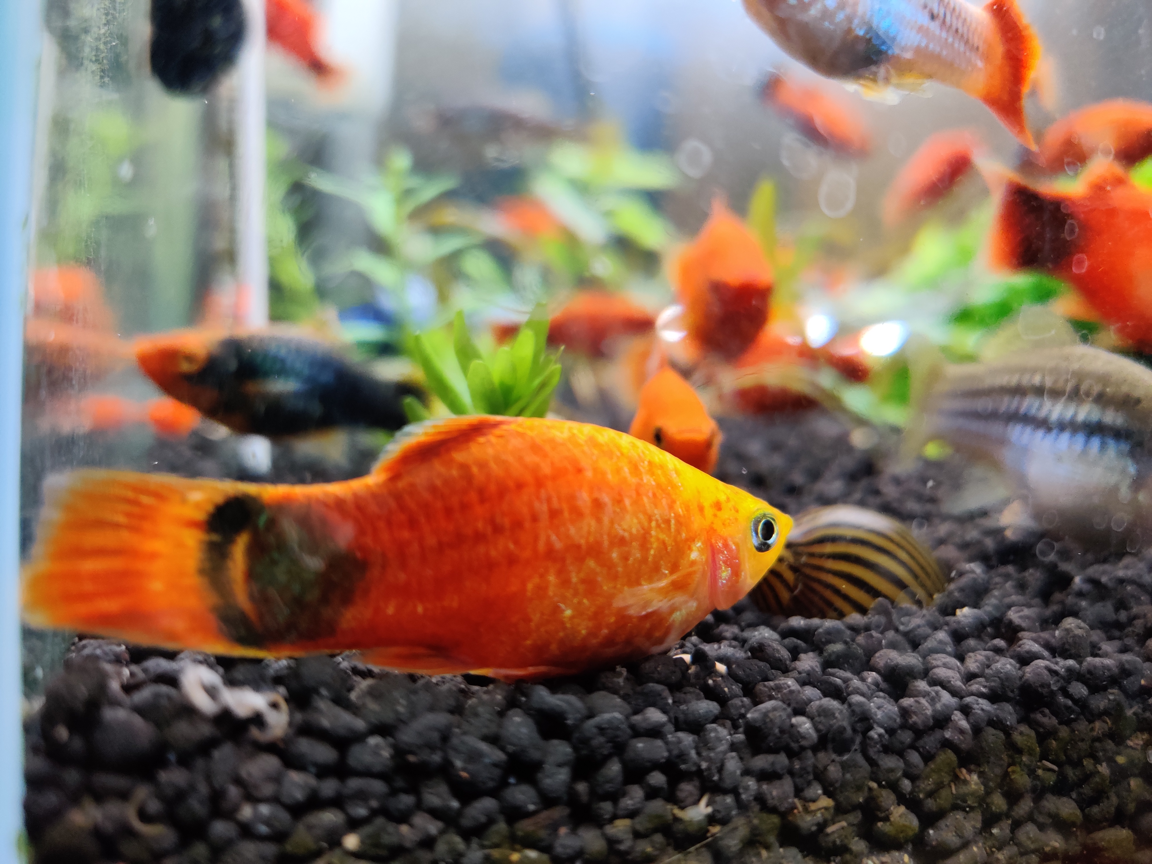 观赏鱼常见鱼病图片与防治,观赏鱼疾病分为哪几类怎么治疗