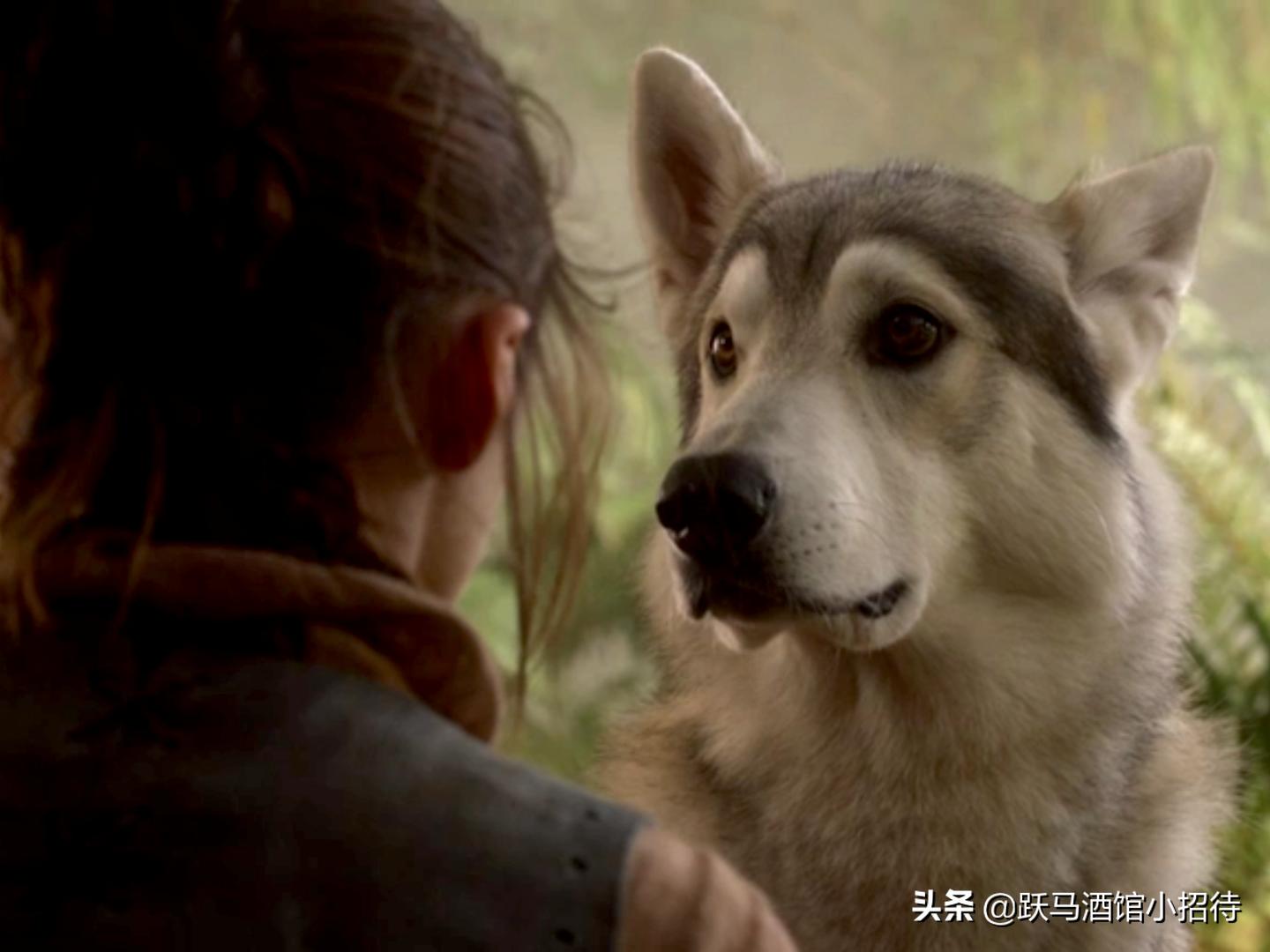 冰与火之歌坦格利安,冰与火之歌凯特琳