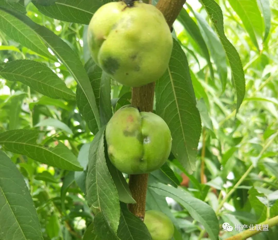 桃树幼果期是防治病虫害最重要的时期