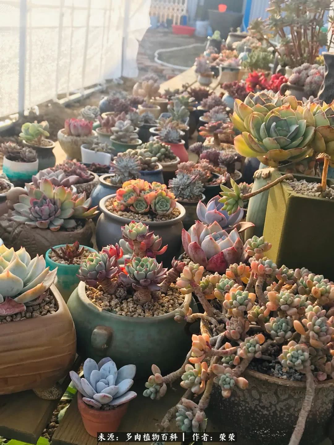 我在包邮区养肉，附多肉越冬度夏养护建议！