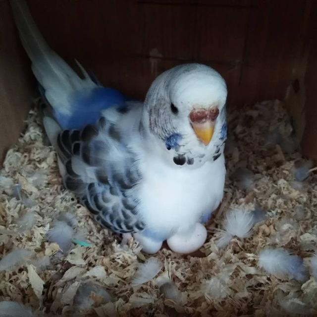 鹦鹉夏季饲养注意点什么,养鹦鹉需要什么鸟食好养