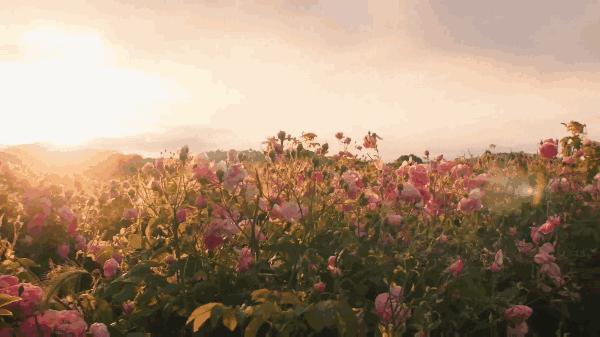 chanel香水品种大全,chanel香水有几款