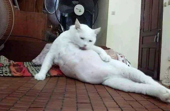 猫频繁舔毛是怎么回事,家猫经常舔人是怎么回事