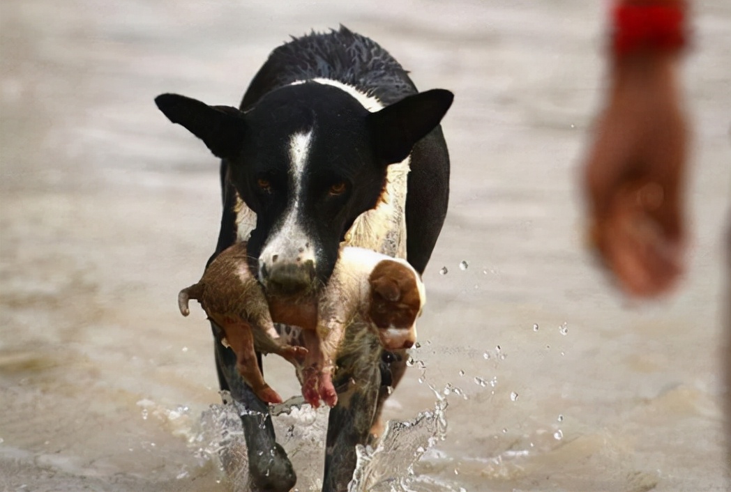 为什么母狗会把狗崽子送出去,为什么母狗会把小狗叼出窝