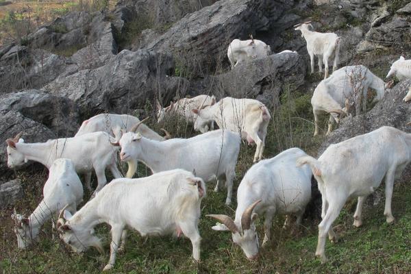 农村养殖山羊怎样养护,山羊养殖技术哪里好