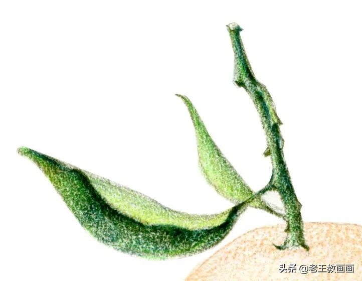 橘子彩铅手绘过程详解,超详细的彩铅橘子教程