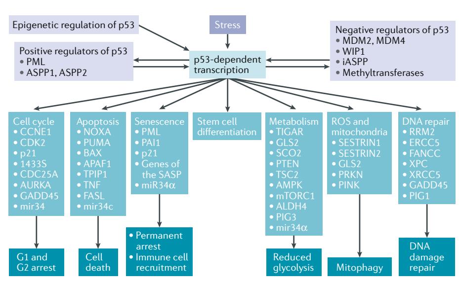 顾伟实验室解析p53抑癌功能的终极*器武**——铁死亡和mTOR
