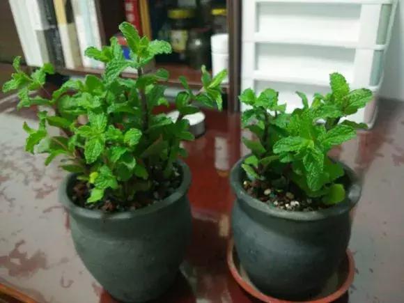 吸毒草有毒吗,吸毒草真的吸毒吗