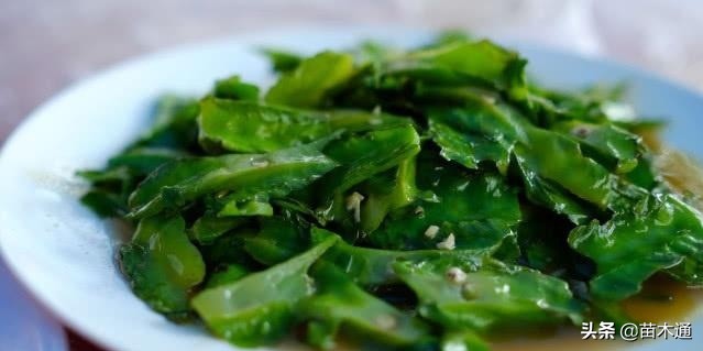 这种植物人称“绿色黄金”，不仅能长寿，还能治病！！！