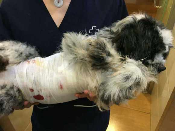 狗狗上腹部里有个肉球,狗狗背上摸到鸽子蛋大小的包块