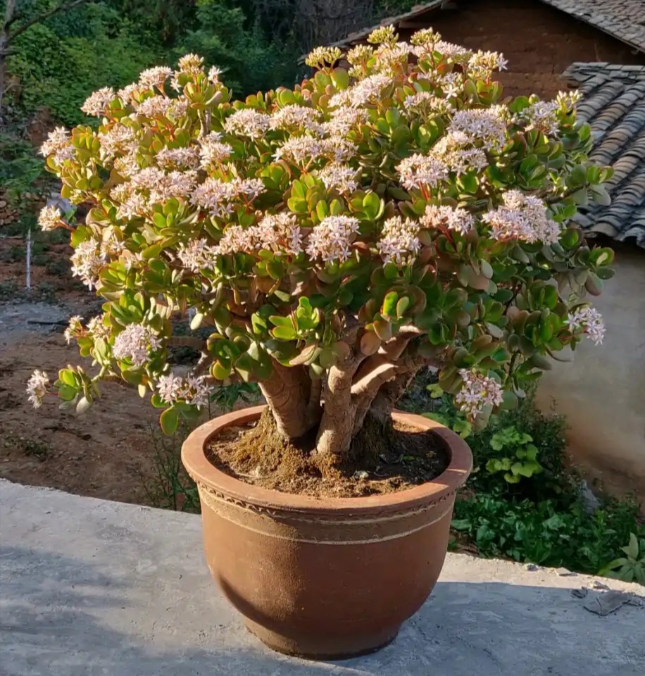 好看又好养的盆花,人养花也养人