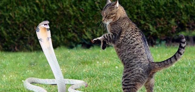 令人恐惧的毒蛇为什么猫却不怕,为什么毒蛇最怕猫