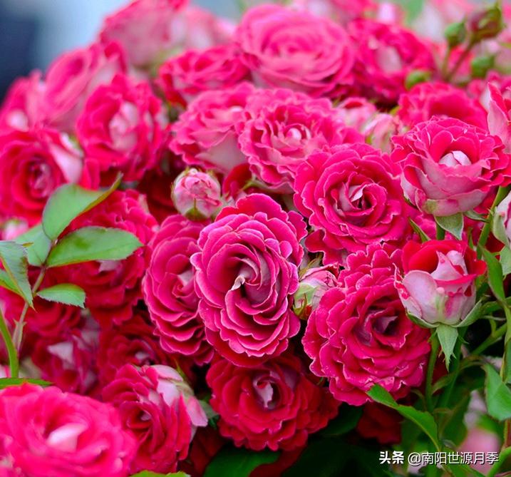 超级微型月季株型紧凑,最漂亮10种微型月季图片