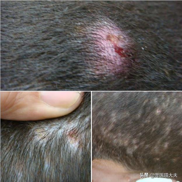 狗狗真菌感染脓皮症治疗,狗狗脓皮症吃什么消炎药