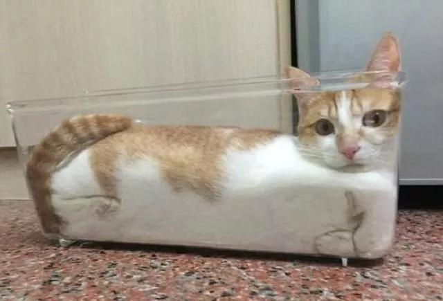 猫咪在屋顶视频,猫咪在屋顶的视频