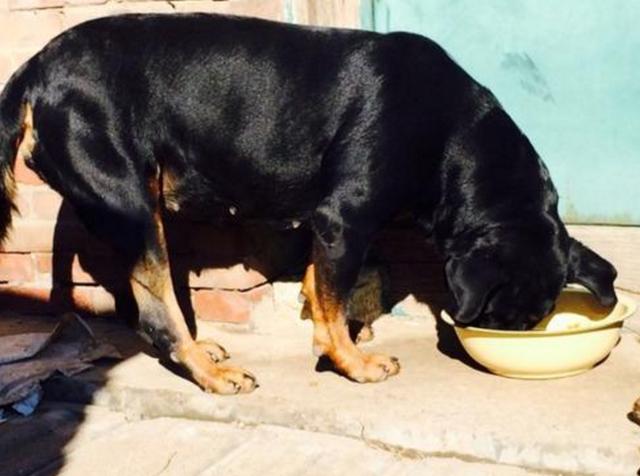 养狗的20大坏处视频,养狗黑背值得养吗