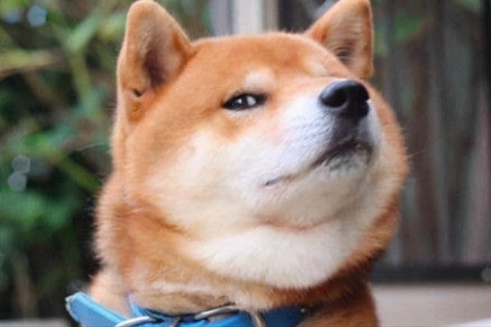 养狗狗好看便宜粘人温顺,新手如何正确养狗成温顺的狗