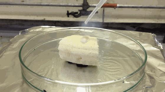 号称是病毒“死胡同”的秃鹰，胃酸可腐蚀金属，却也难逃人类毒手