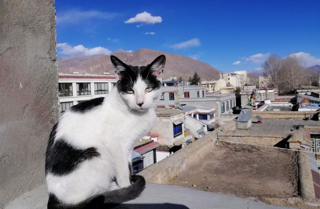 拉萨养猫达人,中国养猫日记