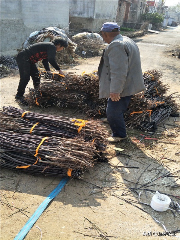 梨树的优良品种有哪些,目前梨树品种最甜的品种