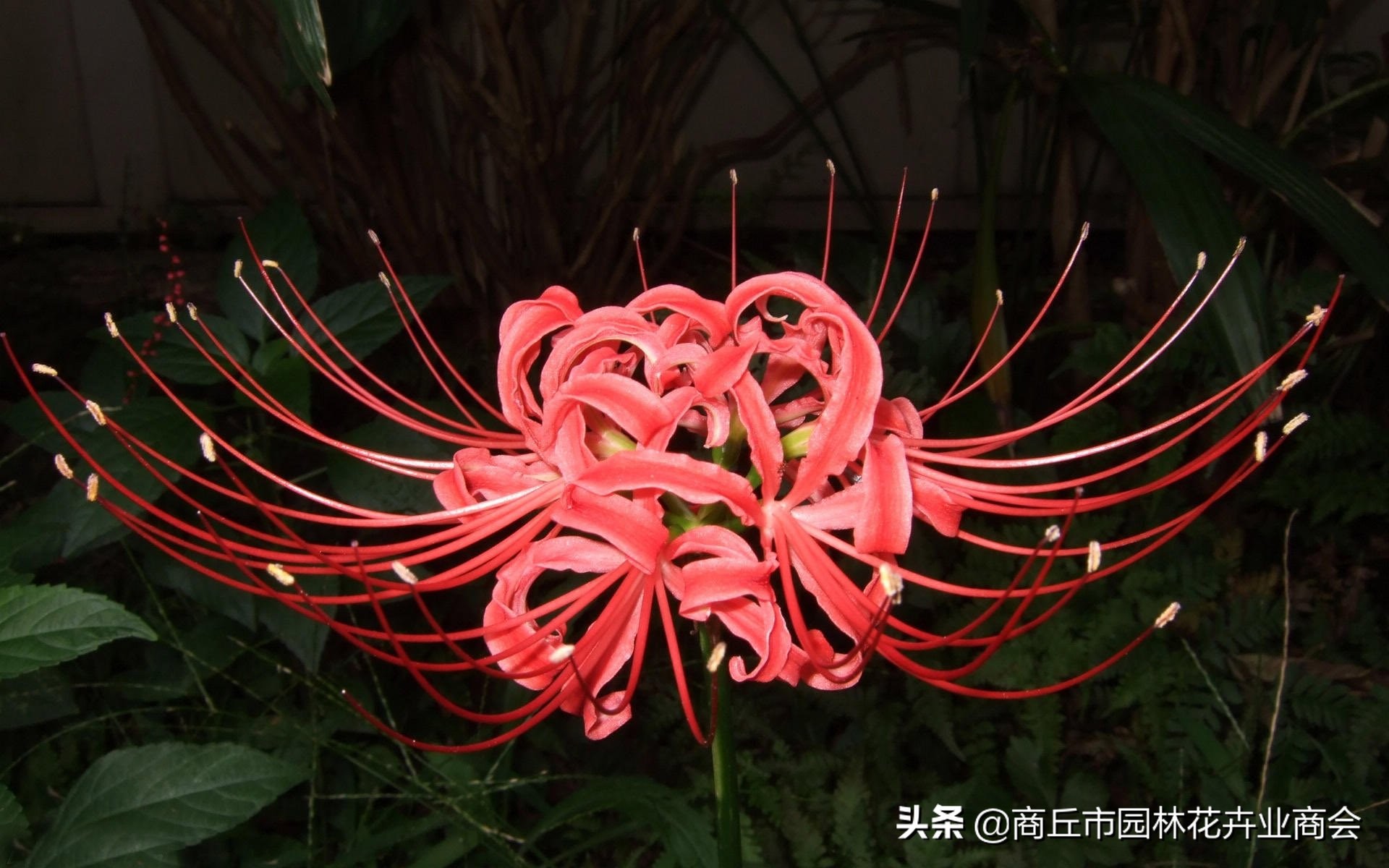 家里栽彼岸花吉利吗,家里养彼岸花好不好