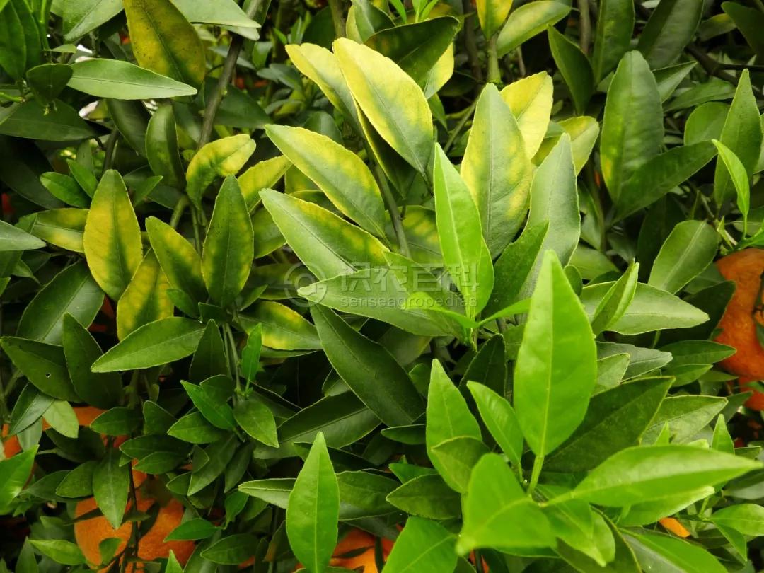 柑橘12月有什么病害虫害,柑橘全年病害虫害最新防治方法