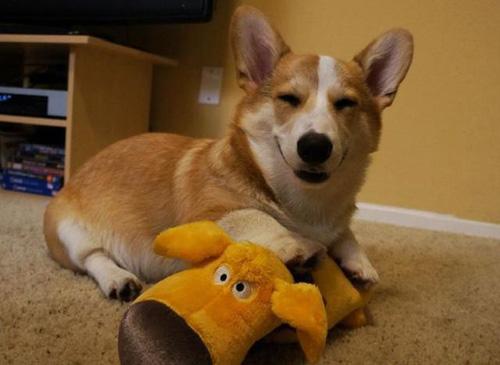 如何训练一支柯基狗狗不咬人,如何训练好一只柯基