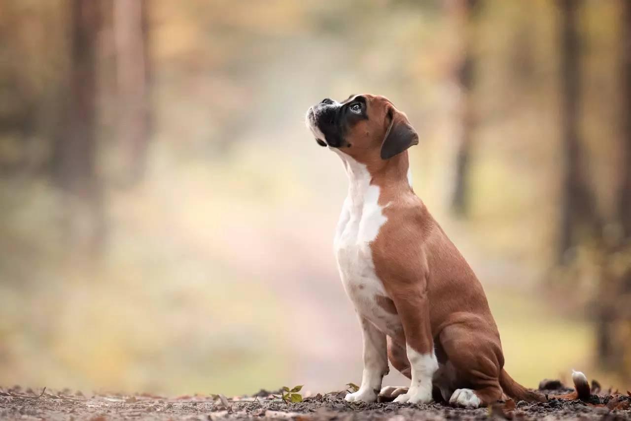 狗狗总是像很热一样喘是怎么回事,狗狗总是喘粗气是怎么回事