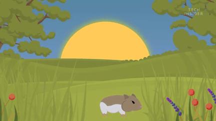 仓鼠的嘴巴到底有多大啊,仓鼠的嘴巴有什么可爱的地方