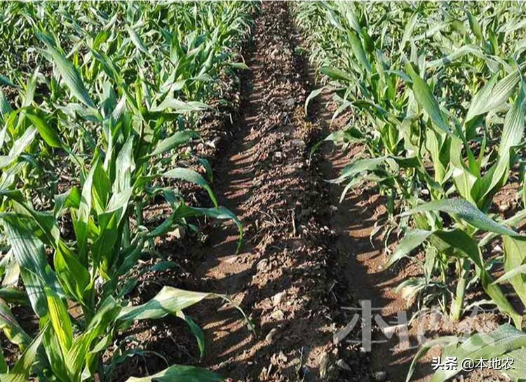 健康营养的黑糯玉米,黑糯玉米网红