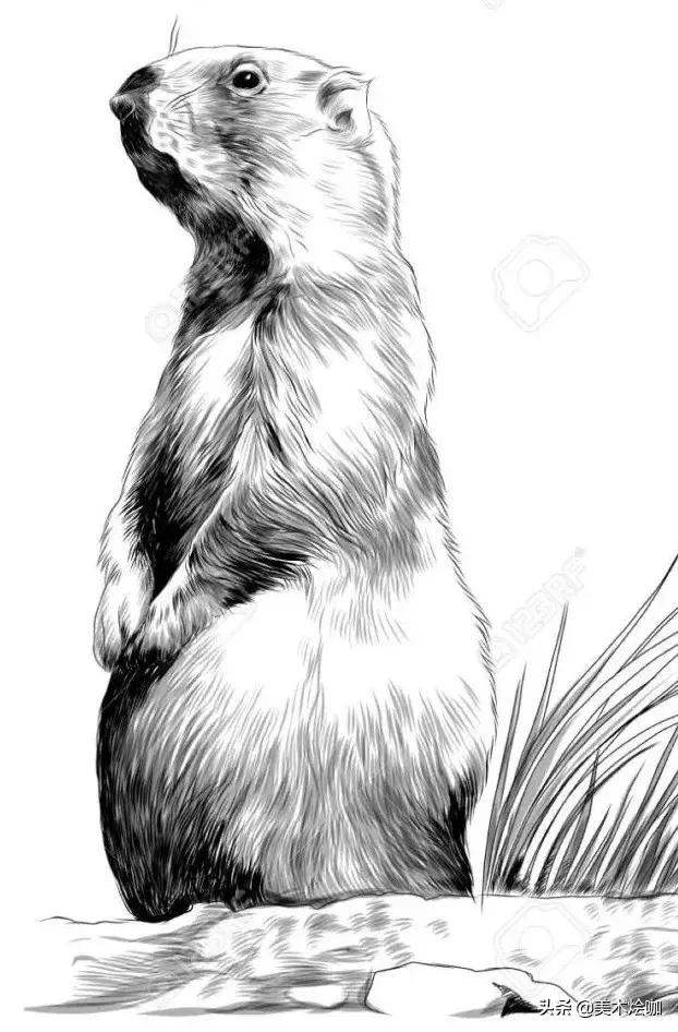 动物素描临摹装饰画,动物素描应该用哪些笔