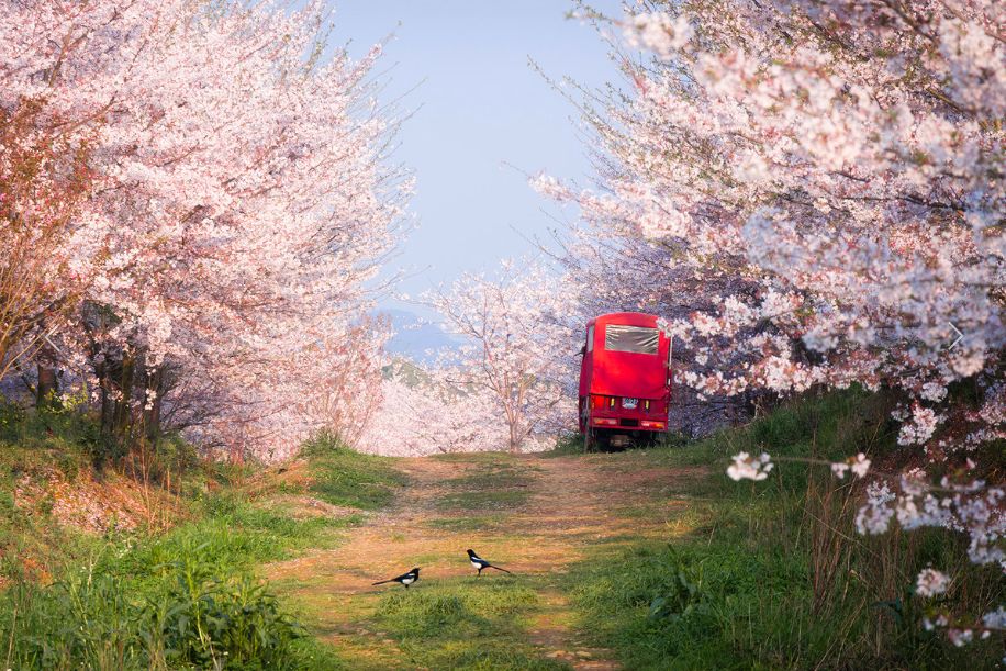 戴口罩的冬天太漫长，差点忘了中国的春天有多美