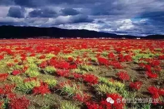 丽江去香格里拉路途中有什么景点,丽江到香格里拉走214国道打卡景点