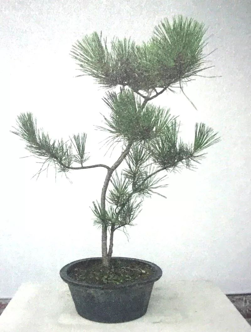 一千元一棵的黑松盆景,1000元左右黑松盆景