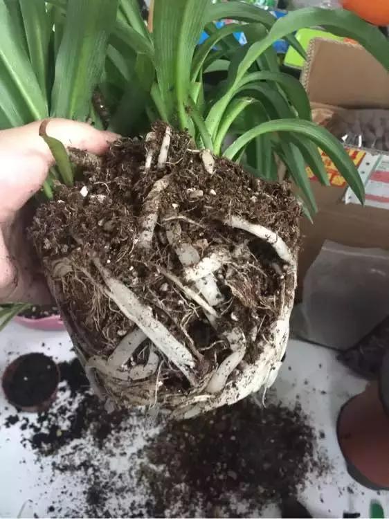 吊兰绿萝用什么土最好,绿萝吊兰盆栽多久施一次肥