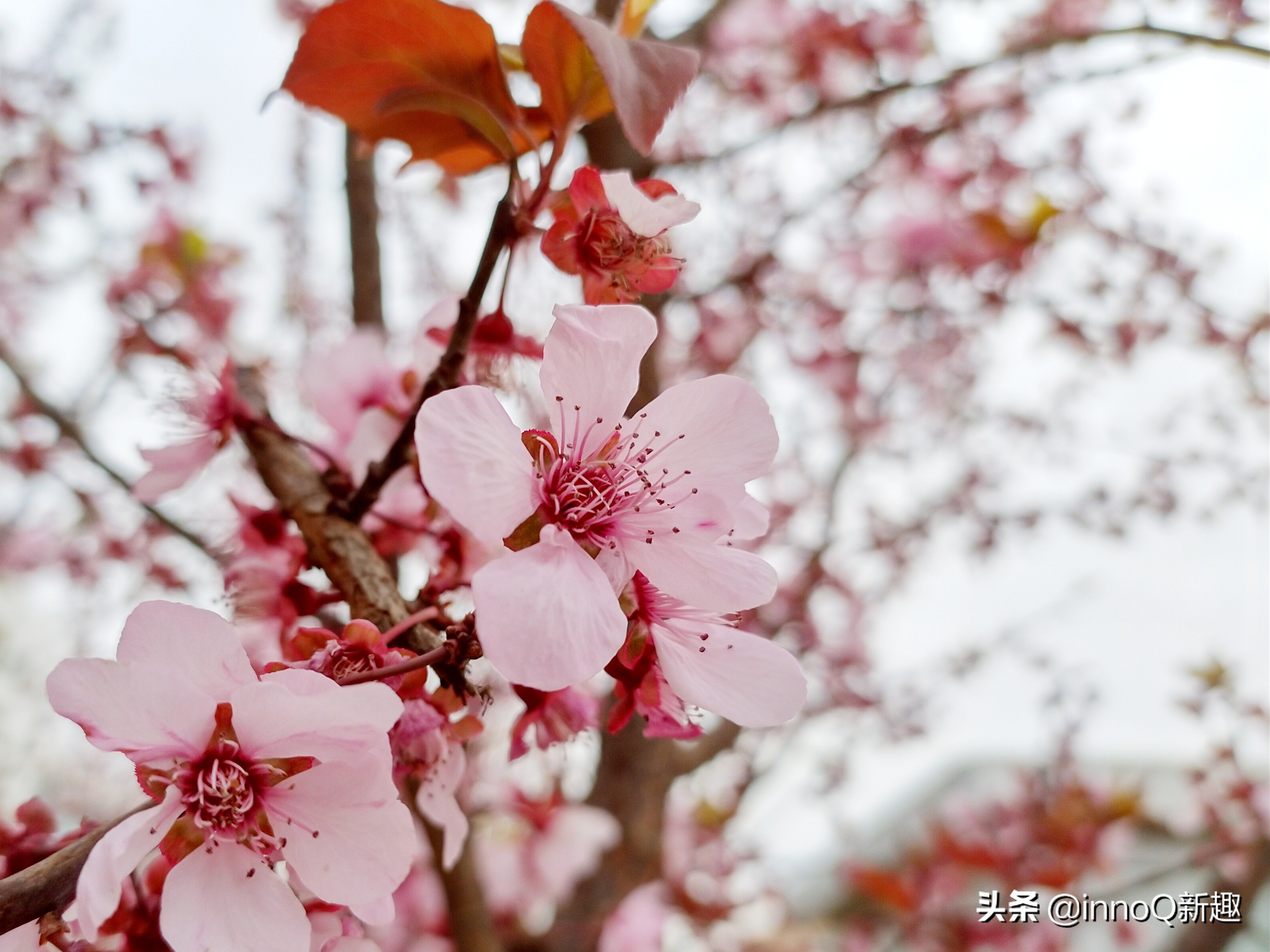 诺基亚新机发布x71王者归来,蔡司诺基亚x7