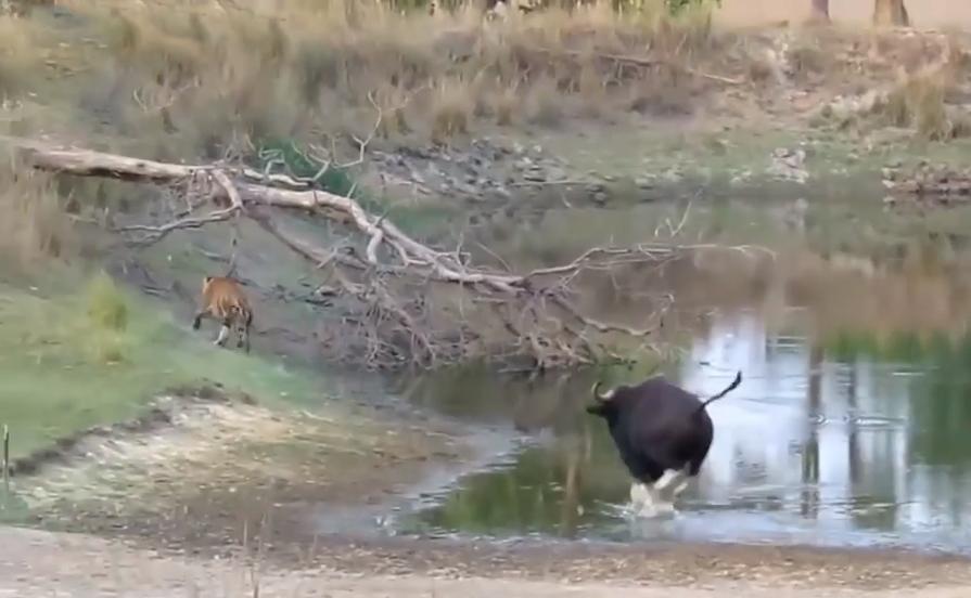 牛魔王野生,云南比大熊猫更稀有的动物