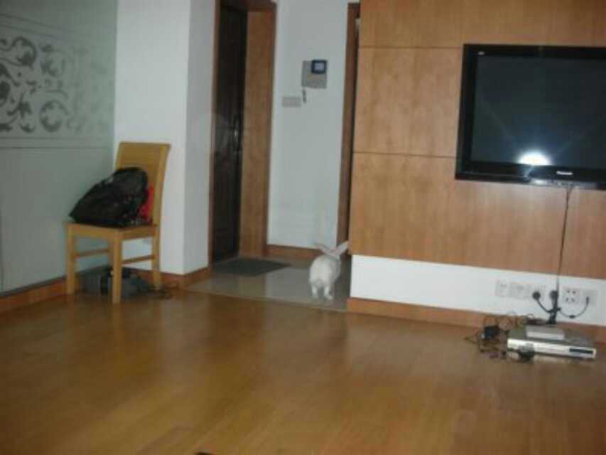 养荷兰猪和宠物兔怎么养比较好,荷兰猪和宠物兔哪个好养活