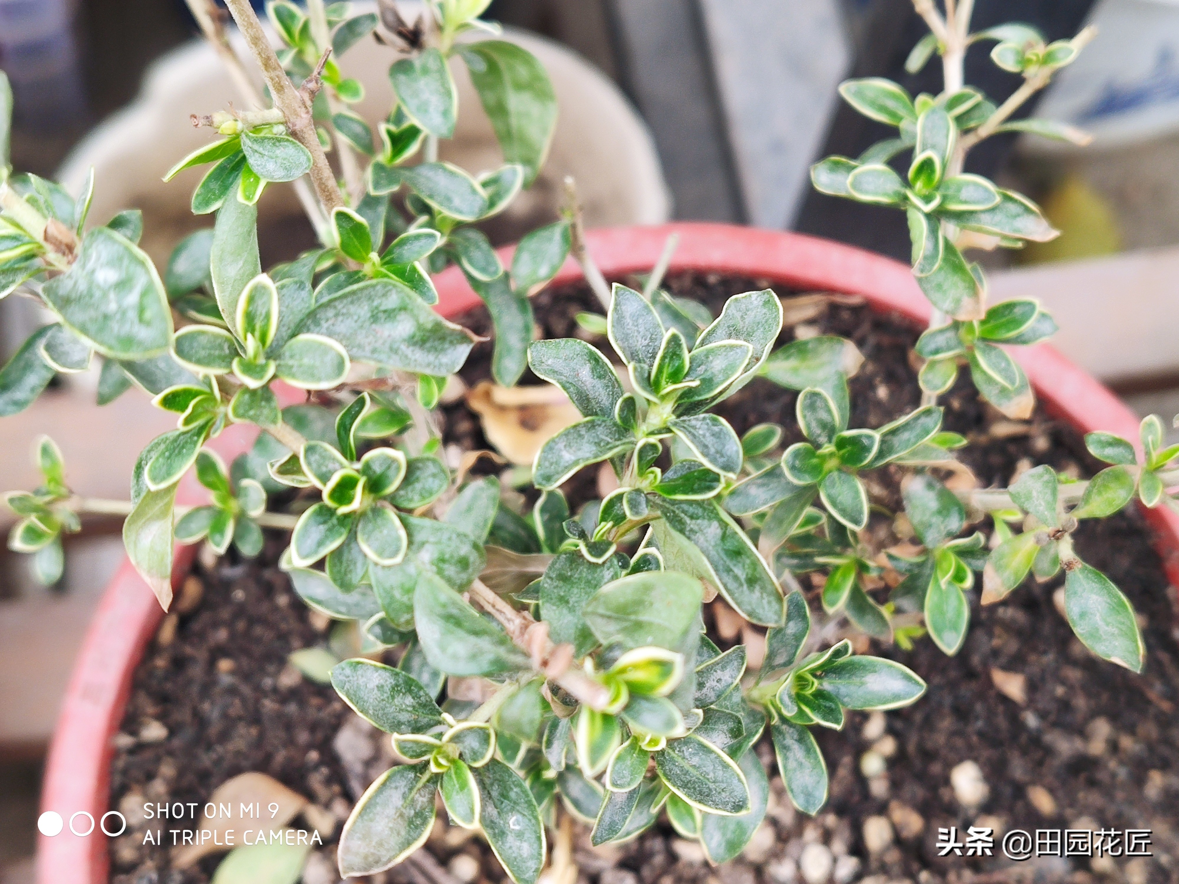 六月雪，黄叶、黑叶、落叶？养护注意这几点，枝繁叶茂不再落叶