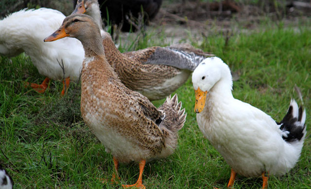 鸭子拉黄色稀粪喂什么药,鸭子拉绿色稀粪是怎么回事