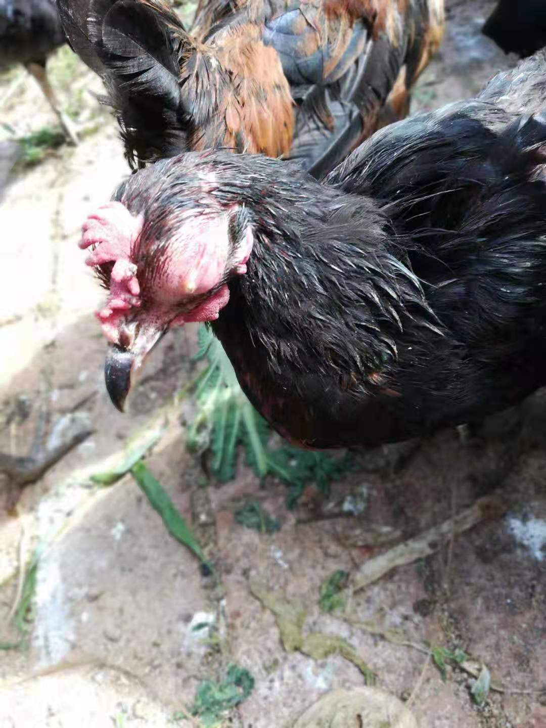 崔老教你养鸡视频,崔老教你养鸡技术