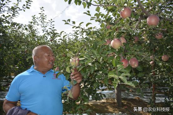 不套袋的苹果有市场吗,苹果不套袋是什么样子