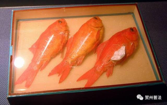 利用女友贩毒：你怀孕了，即便被抓，也不用坐牢！