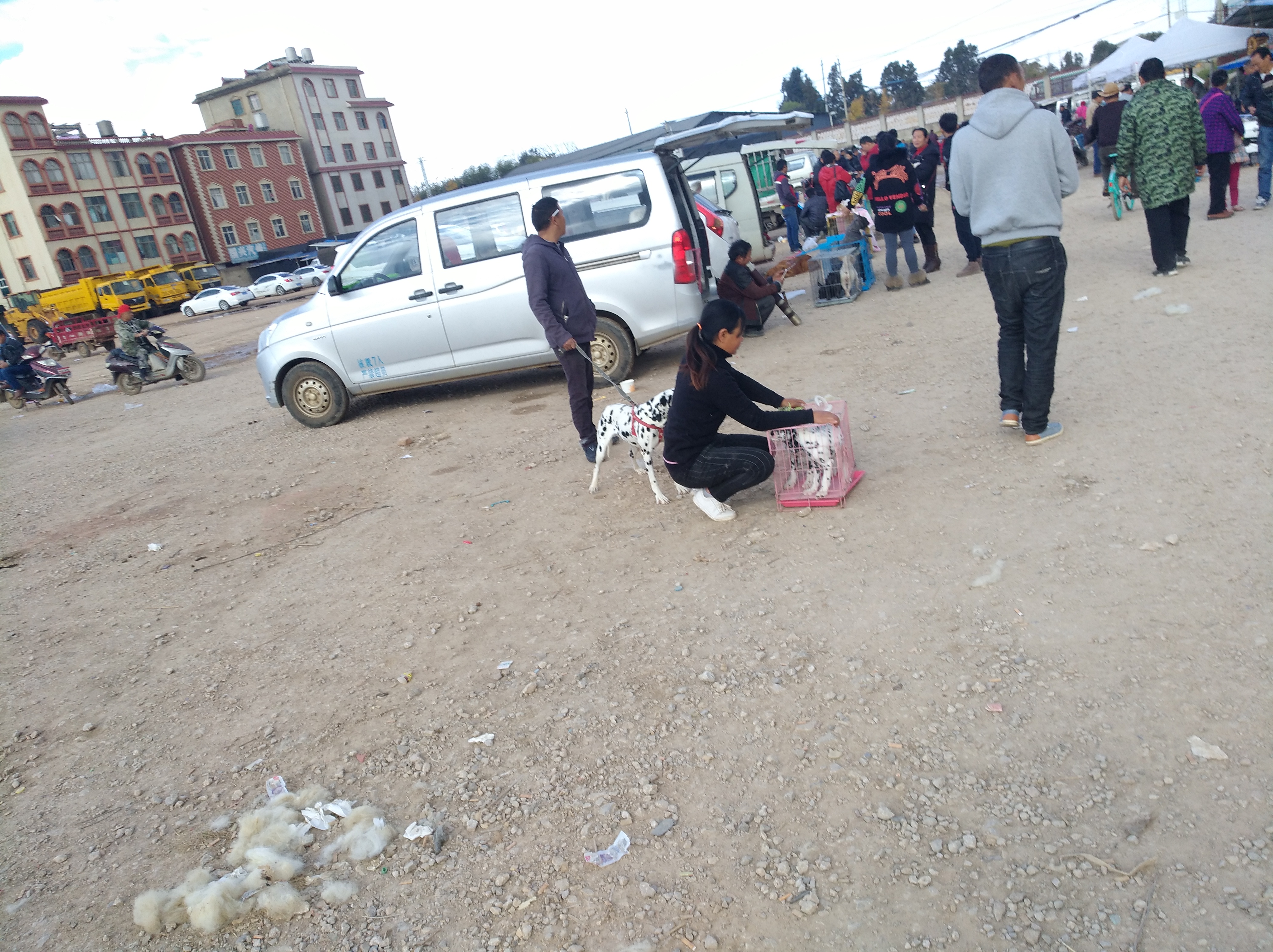 宠物市场淘斑点狗多少钱,狗市卖斑点狗