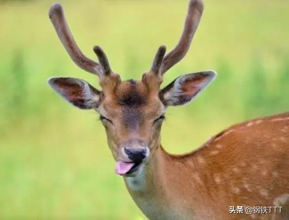 哺乳动物都是有生殖器官的吗,为什么哺乳动物都是四条腿